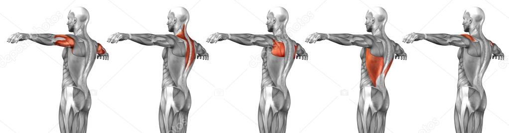  back human anatomy 