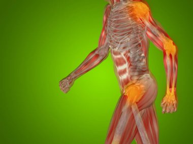 Kavramsal insan anatomisi
