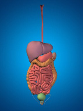  İnsan sindirim sistemi