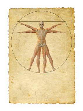  Vitruvius insan vücudu çizim 
