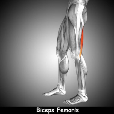 insan alt bacaklar anatomisi