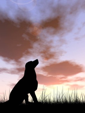 güzel siyah şirin köpek siluet