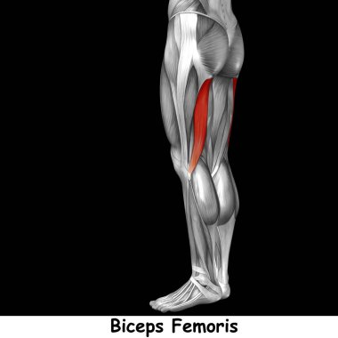 insan üst bacaklar anatomisi