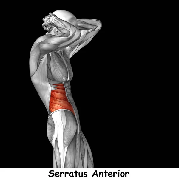 Anatomía humana en el pecho — Foto de Stock