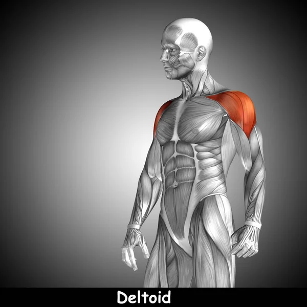 Chest human anatomy Stock Photo by ©design36 129351548