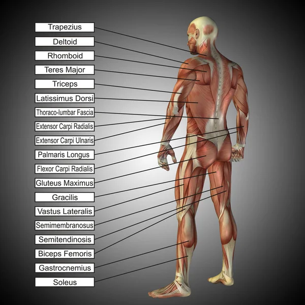 Anatomía humana con músculos y texto — Foto de Stock