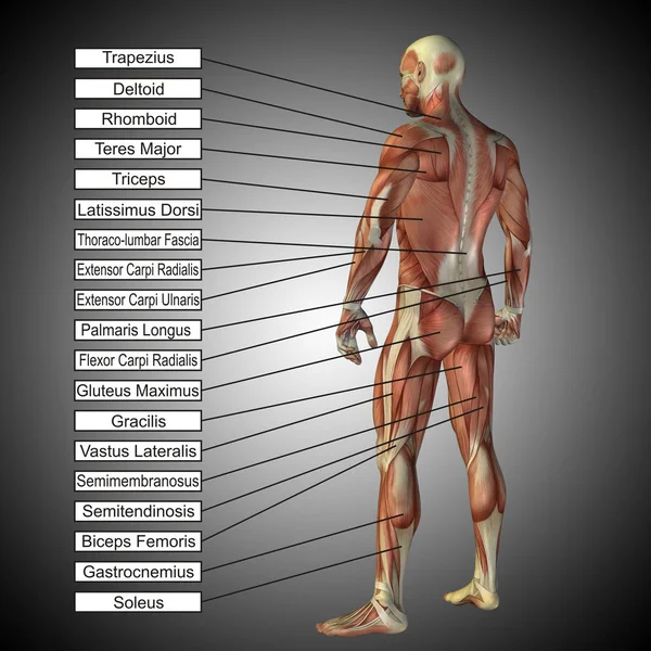 인체 해부학 근육 및 텍스트 — 스톡 사진