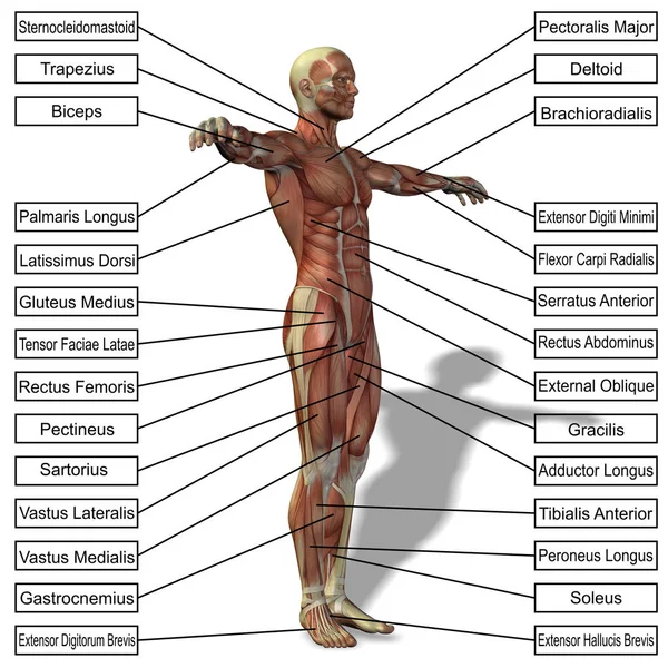 Menselijke anatomie met spieren en tekst — Stockfoto