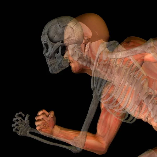 Anatomia concettuale con ossa — Foto Stock