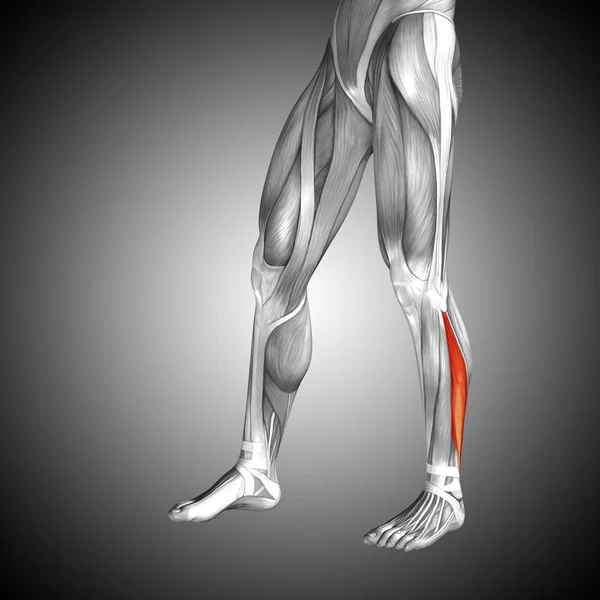 Anatomía de las piernas más baja —  Fotos de Stock