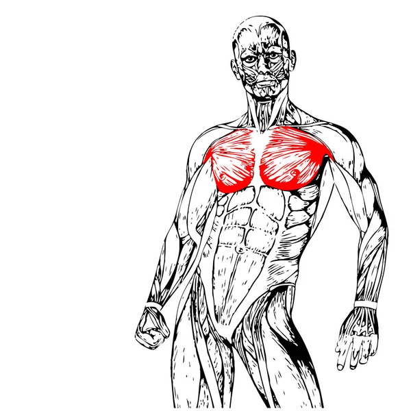 胸部人体解剖学 — 图库照片