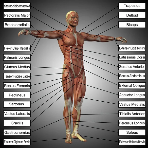 Texto de anatomía y músculos de hombre —  Fotos de Stock