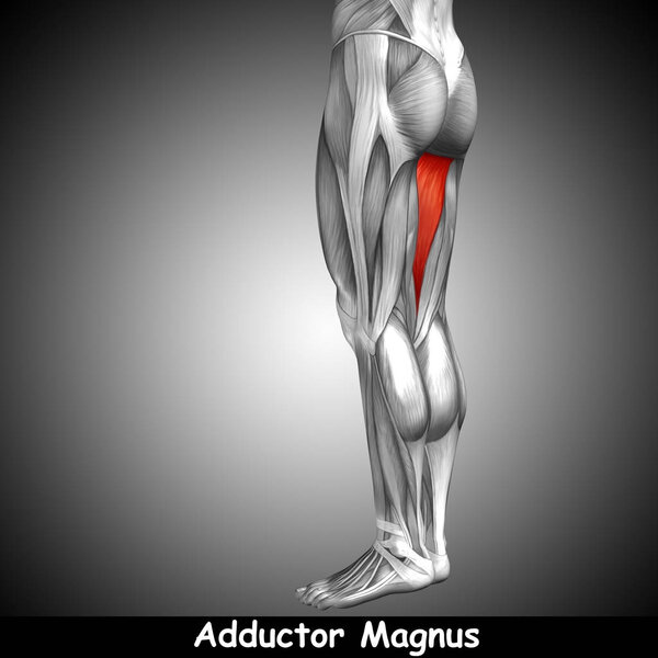  верхняя легатомия человека
