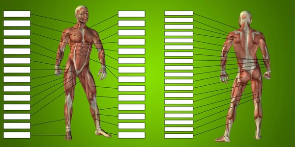 Anatomia com músculos e caixas de texto — Fotografia de Stock