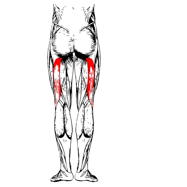 Anatomia człowieka górnej nogi — Zdjęcie stockowe