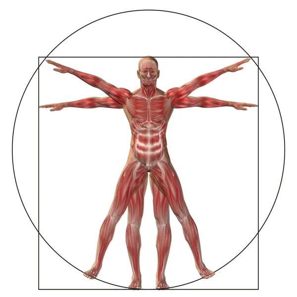 Proporción anatomía cuerpo —  Fotos de Stock