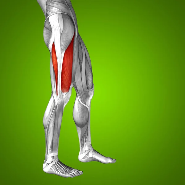 Anatomia das pernas superiores — Fotografia de Stock
