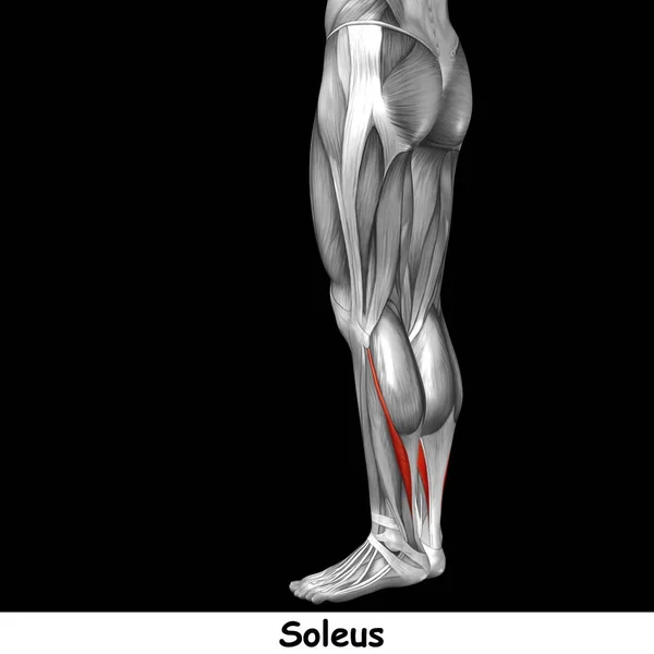 Insan alt bacaklar anatomisi — Stok fotoğraf