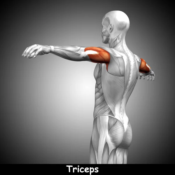 Tríceps anatomía humana — Foto de Stock