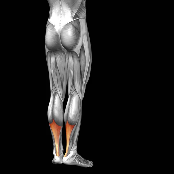 Menselijke lagere benen — Stockfoto