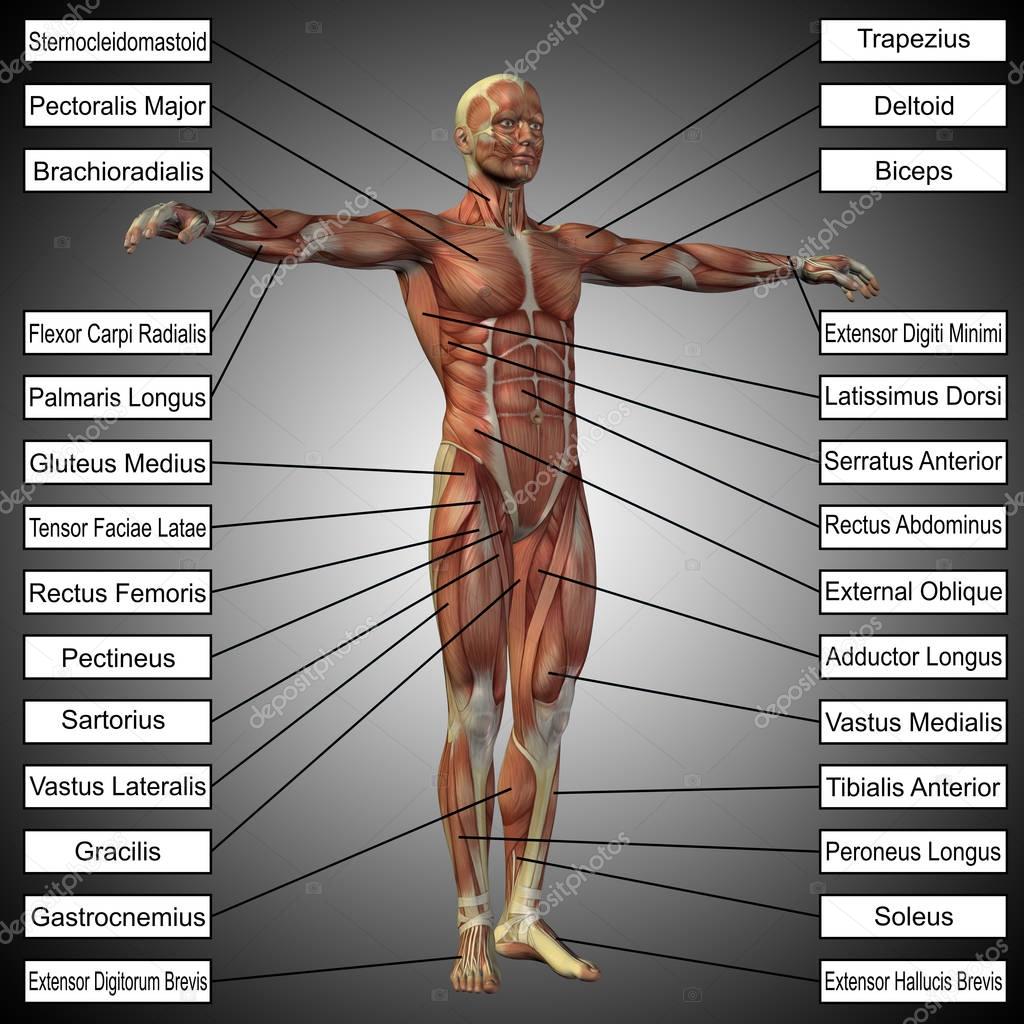 man anatomy and muscles text