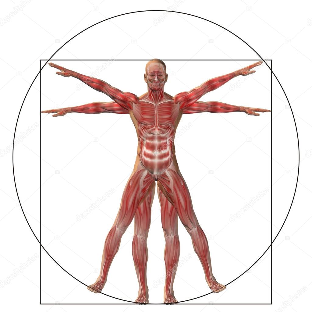  proportion anatomy body 