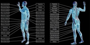adam anatomisi ve kasları metin