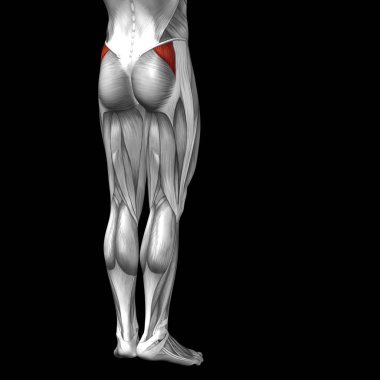 human upper legs anatomy clipart