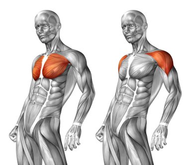 Göğüs insan anatomisi 