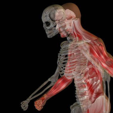  kemikler ile kavramsal anatomisi