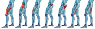  insan üst bacaklar anatomisi