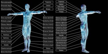 adam anatomisi ve kasları metin