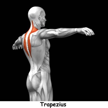 Geri insan anatomisi 