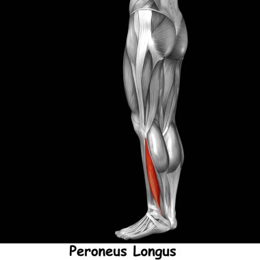 insan alt bacaklar anatomisi