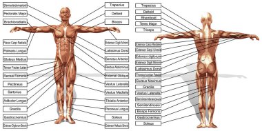 adam anatomisi ve kasları metin