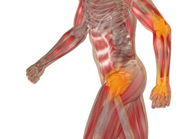 insan anatomisi 