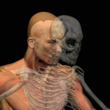  kemikler ile kavramsal anatomisi