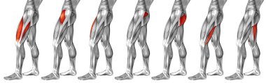  insan üst bacaklar anatomisi