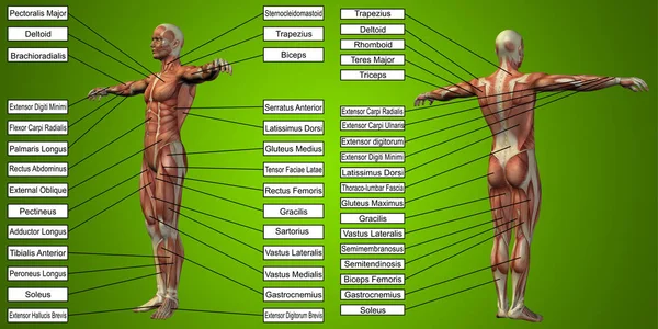 Человек анатомия с мышцами и текст — стоковое фото
