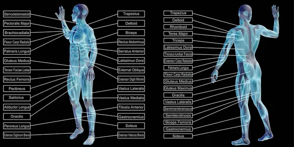 Anatomi manusia dan teks otot — Stok Foto
