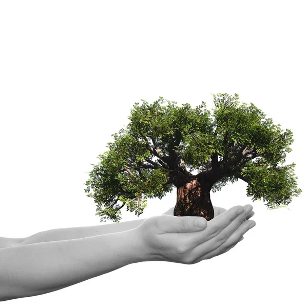 Hands holding a  tree — Stock Photo, Image