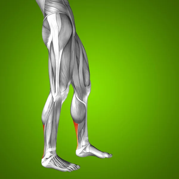 Human lower legs anatomy — Stock Photo, Image