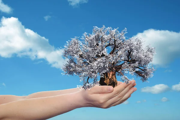 Manos sosteniendo un árbol — Foto de Stock