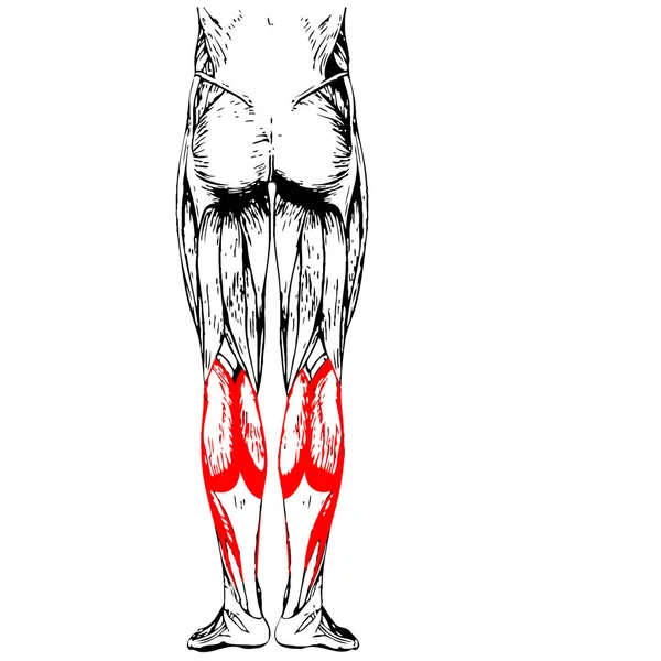 Anatomía de la pierna inferior humana —  Fotos de Stock