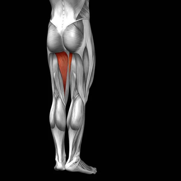 Insan üst bacaklar anatomisi — Stok fotoğraf