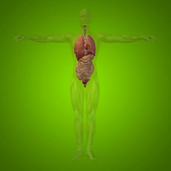 Struktura muž s vnitřní orgány — Stock fotografie