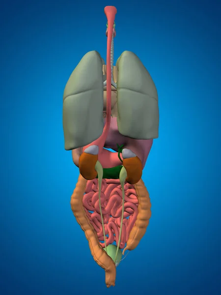 Organe im Bauch oder Brustkorb — Stockfoto