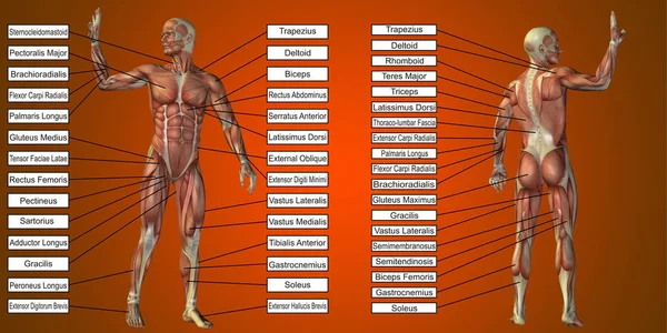 Anatomía del hombre con músculos y texto — Foto de Stock