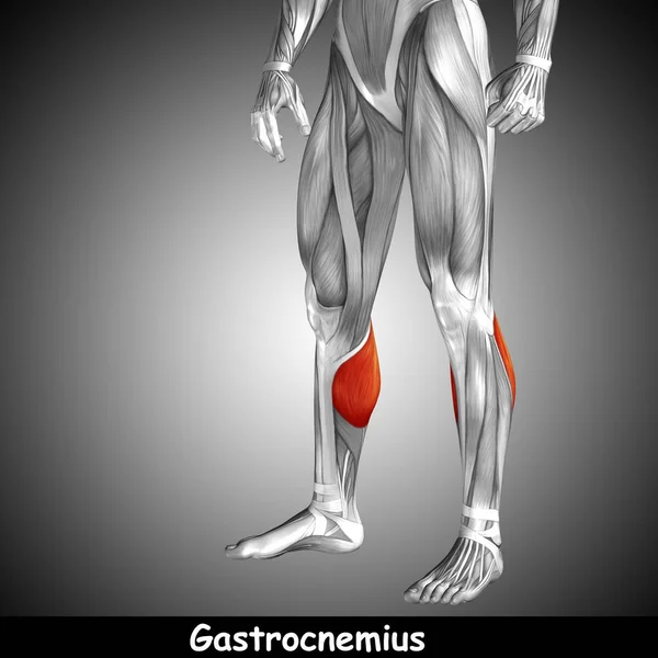 human lower legs anatomy