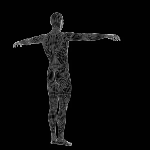Anatomia masculina humana feita — Fotografia de Stock